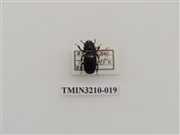 藏品(蘭嶼角葫蘆鍬形蟲)的圖片